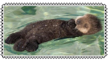 otter